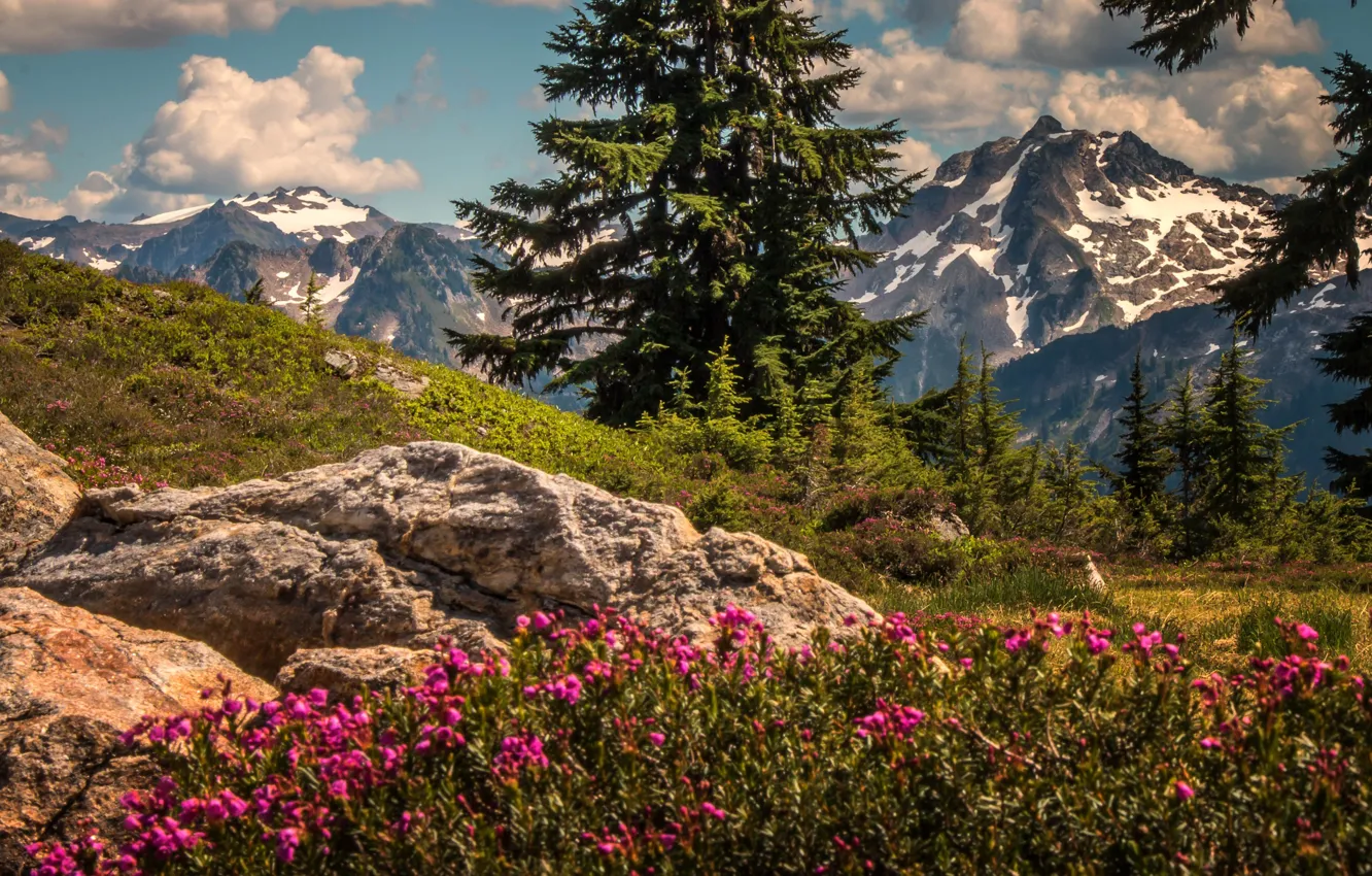 Фото обои деревья, цветы, горы, ели, штат Вашингтон, Каскадные горы, Washington State, Cascade Range