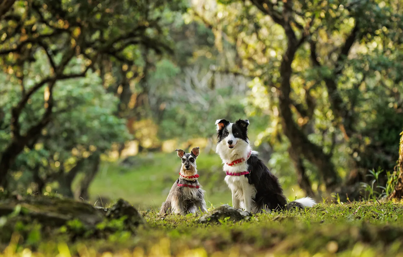 Фото обои собаки, парочка, боке, бордер-колли, карликовый шнауцер, цвергшнауцер