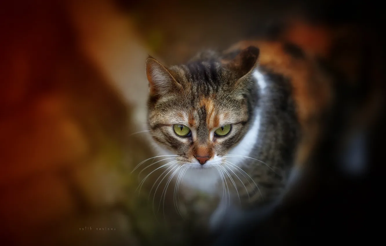 Фото обои кошка, кот, мордочка, боке, котейка