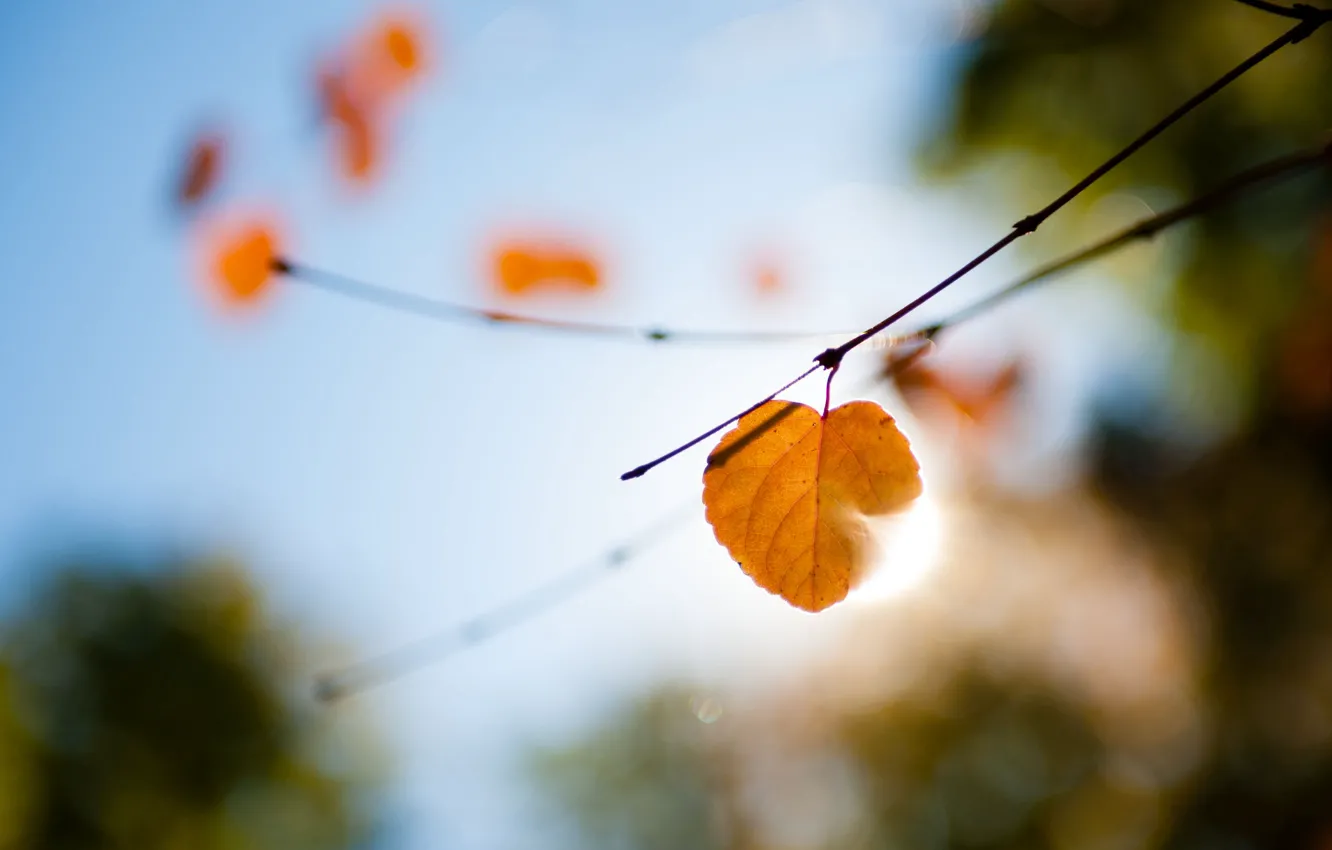 Фото обои осень, макро, свет, ветки, лист, блики