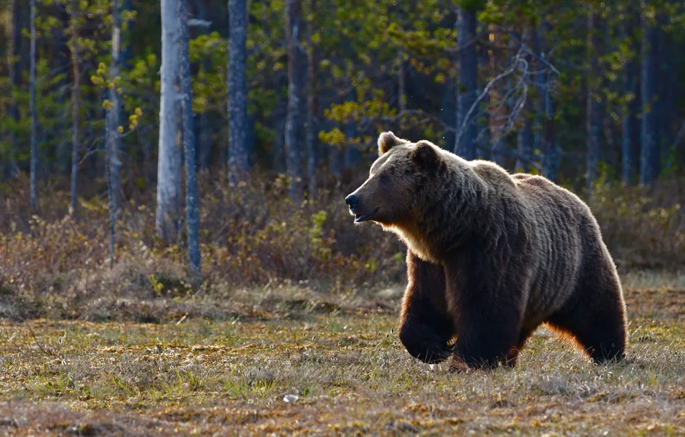 Фото обои лес, деревья, природа, поляна, медведь, мишка, прогулка, бурый