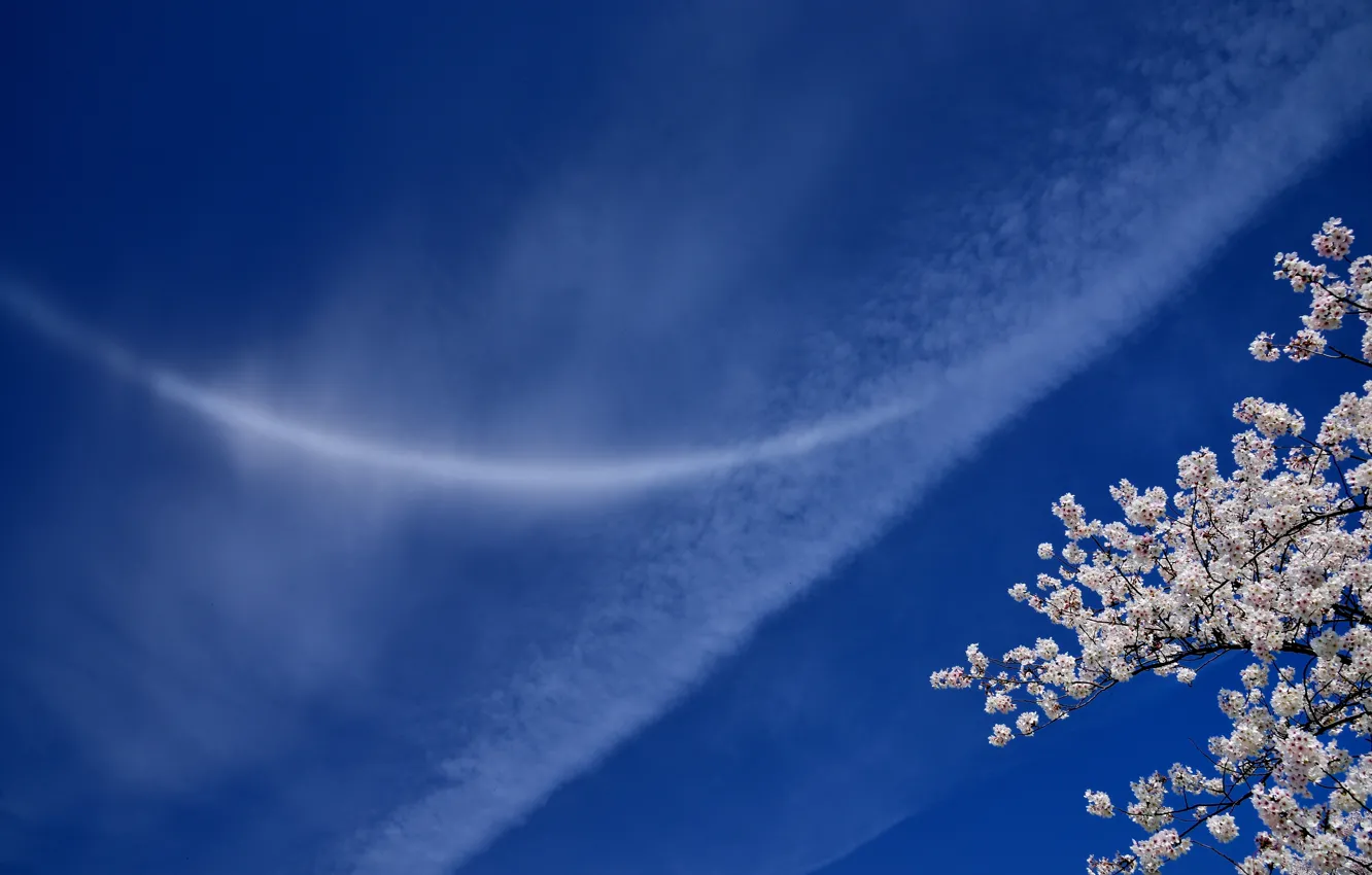 Фото обои небо, облака, ветки, вишня, сакура