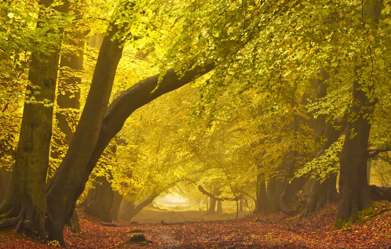 Фото обои дорога, осень, пейзаж, туман