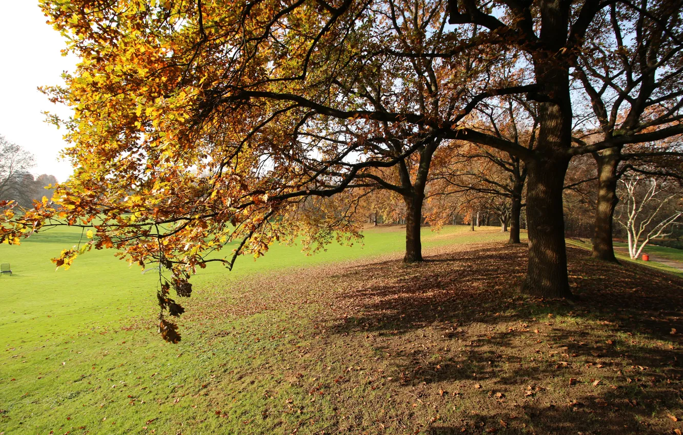 Фото обои листва, Осень, nature, autumn, leaves