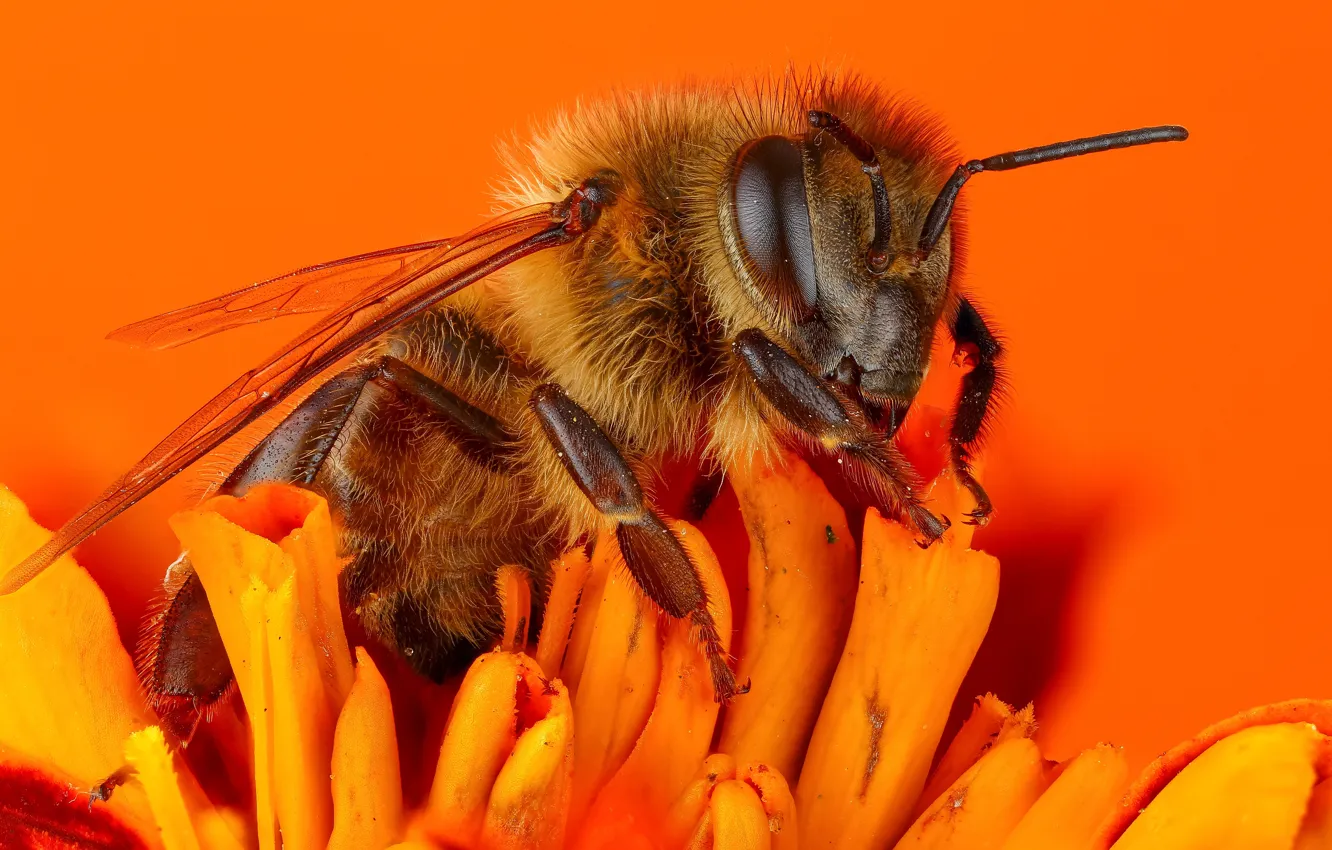 Фото обои цветок, макро, оранжевый, пчела, фон, насекомое, шмель