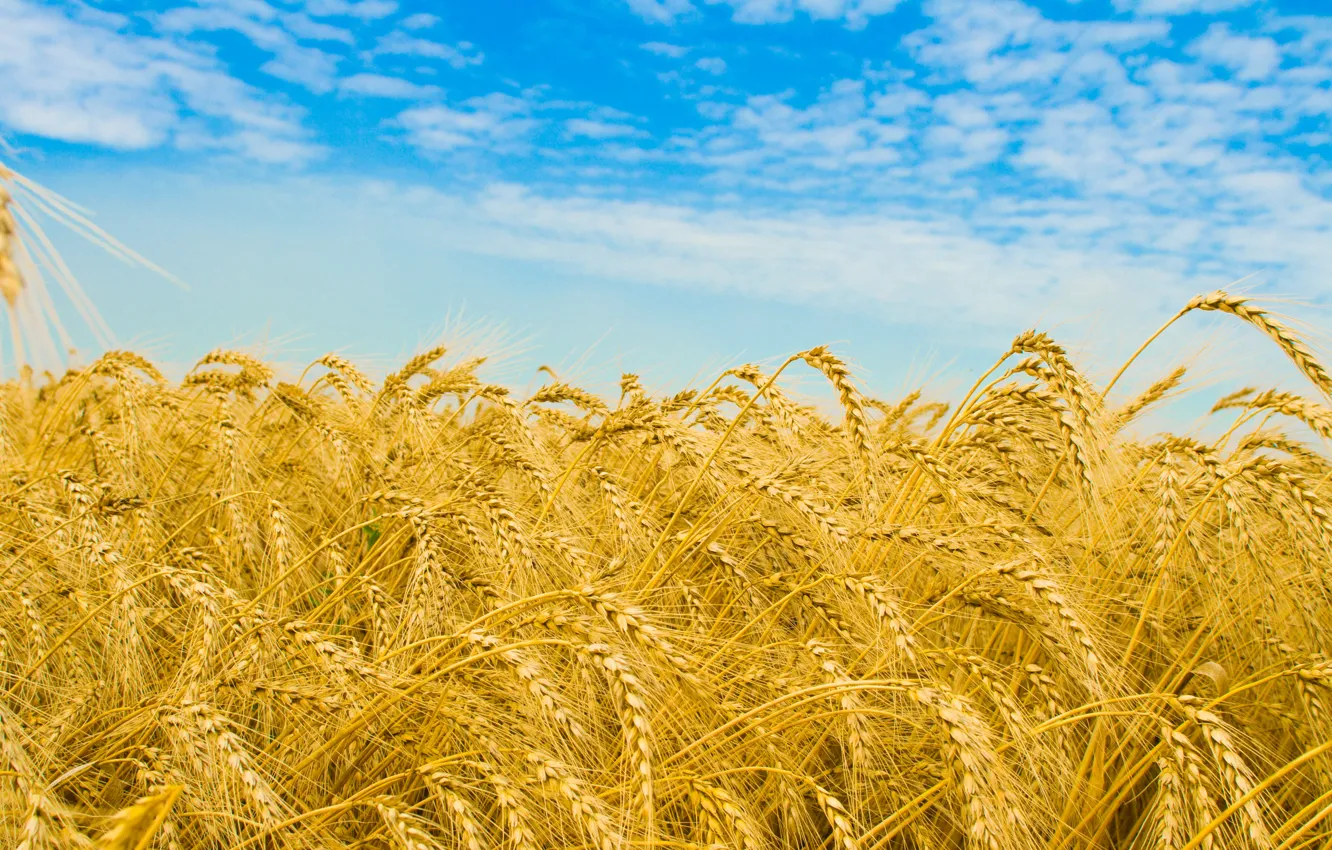 Фото обои пшеница, поле, небо, облака, макро, природа, поля, колоски