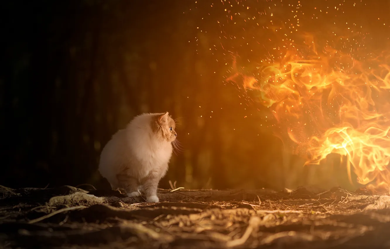 Фото обои лес, кошка, кот, взгляд, ночь, природа, огонь, пламя