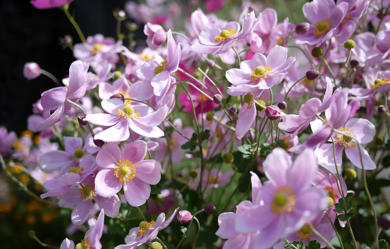 Фото обои цветы, розовые, солнечно, анемоны, anemone