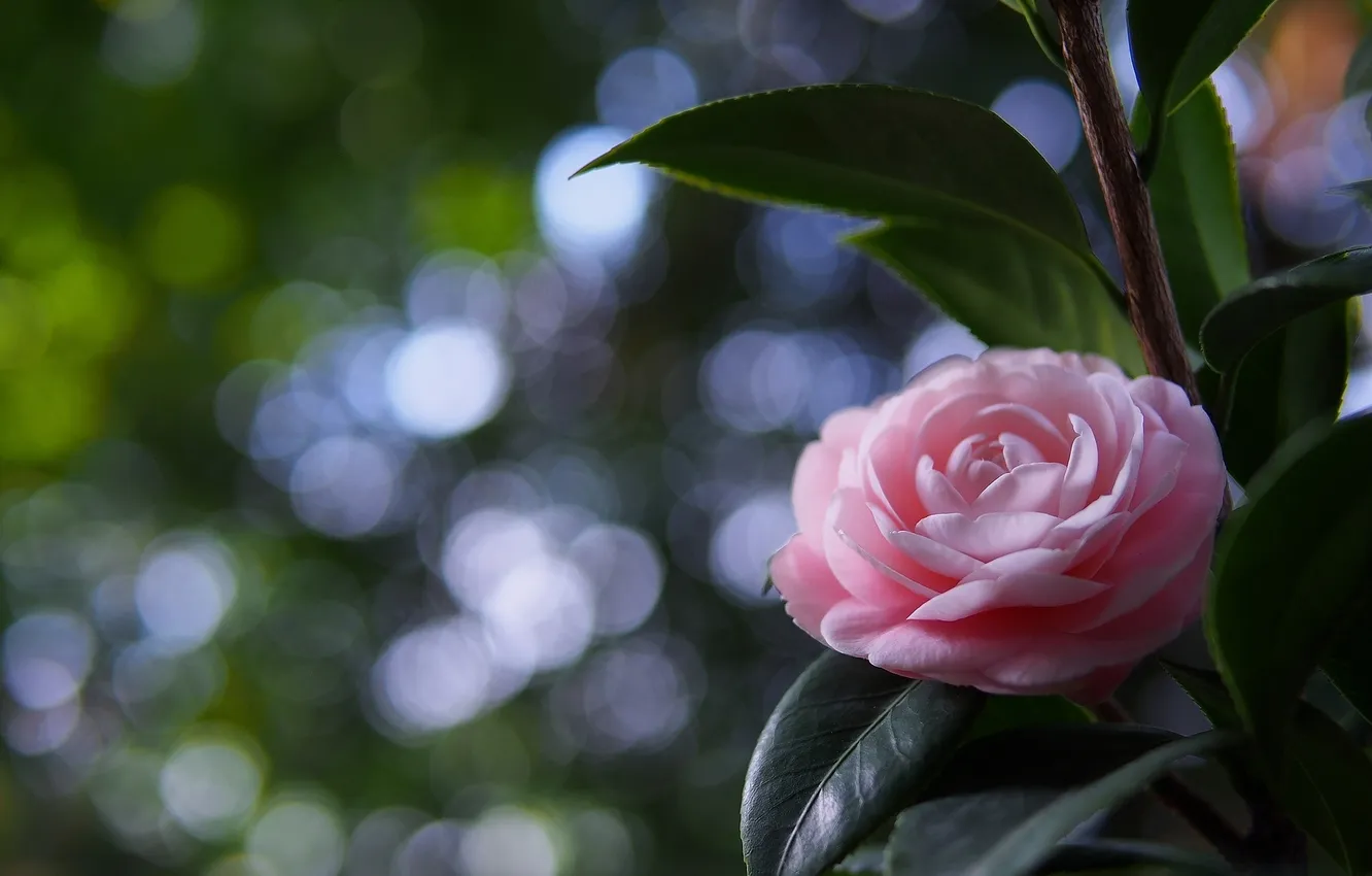Фото обои цветок, розовый, лепестки, камелия