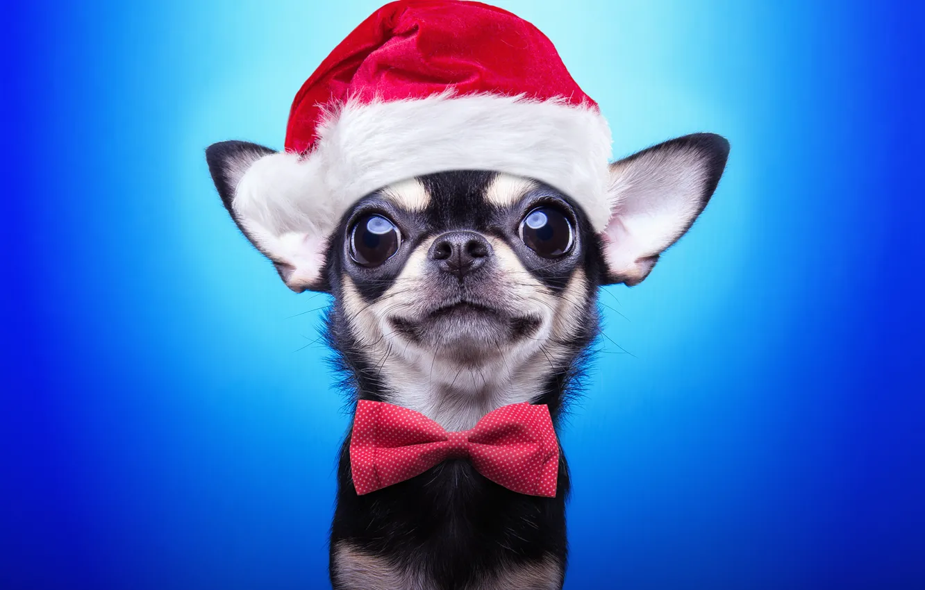Фото обои собака, Новый Год, Рождество, Christmas, dog, 2018, Merry Christmas, Xmas