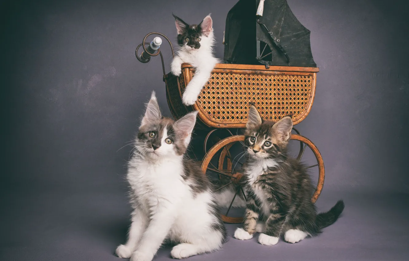 Фото обои кошки, котята, коляска, трио
