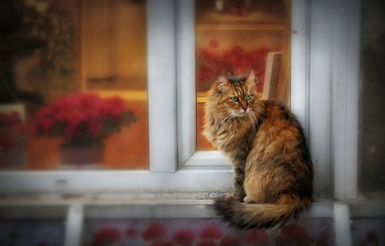 Фото обои кошка, кот, взгляд, стекло, цветы, поза, дом, рама