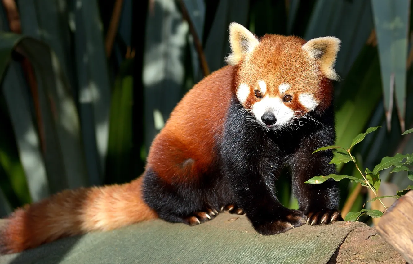 Фото обои солнце, красная панда, firefox