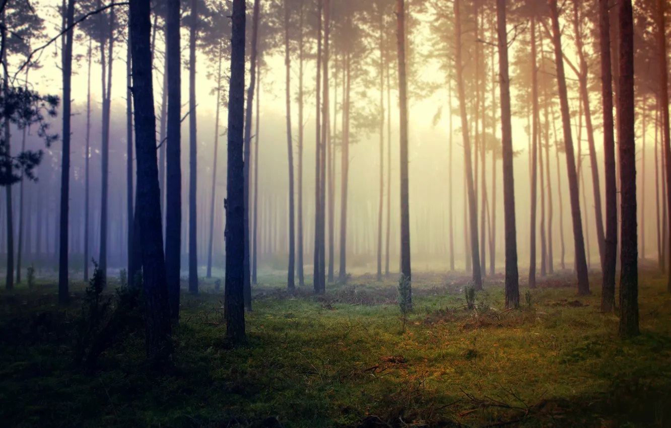 Фото обои лес, трава, деревья, туман