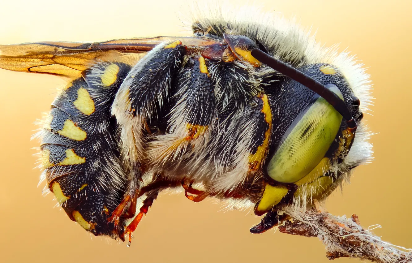 Фото обои глаза, макро, крупный план, пчела, фон, насекомое, шмель, детали