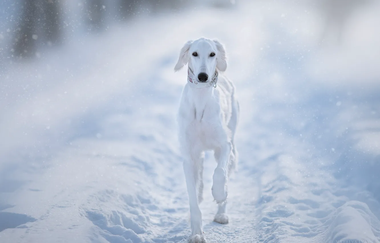Фото обои зима, снег, собака, белая, Салюки, Наталья Ляйс, Персидская борзая
