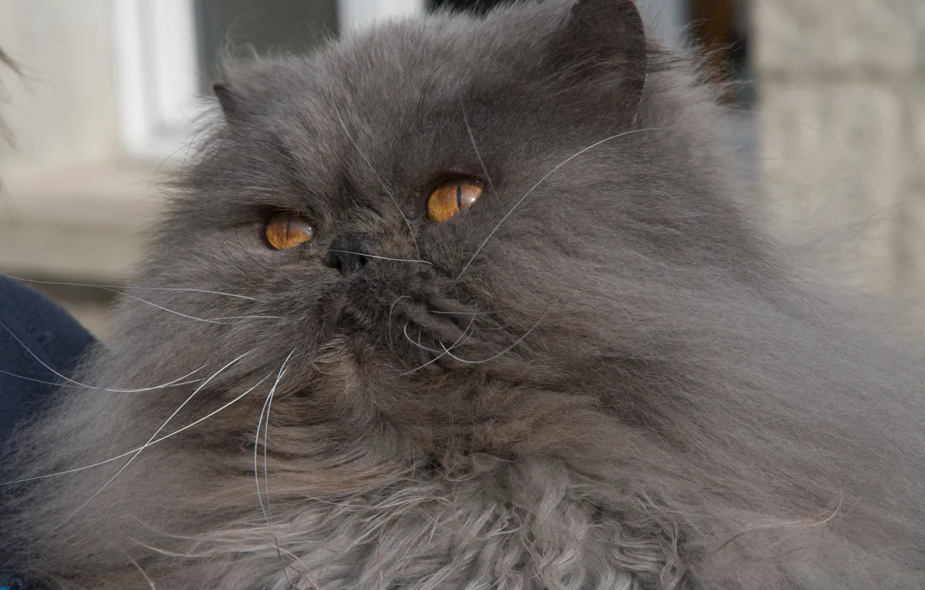 Фото обои кот, пушистый, мордочка, персидская кошка