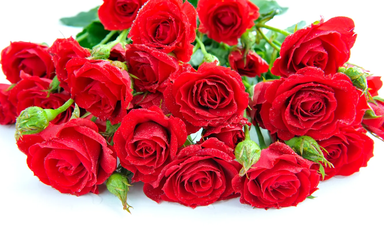 Фото обои капли, цветы, розы, букет, лепестки, красные, белый фон
