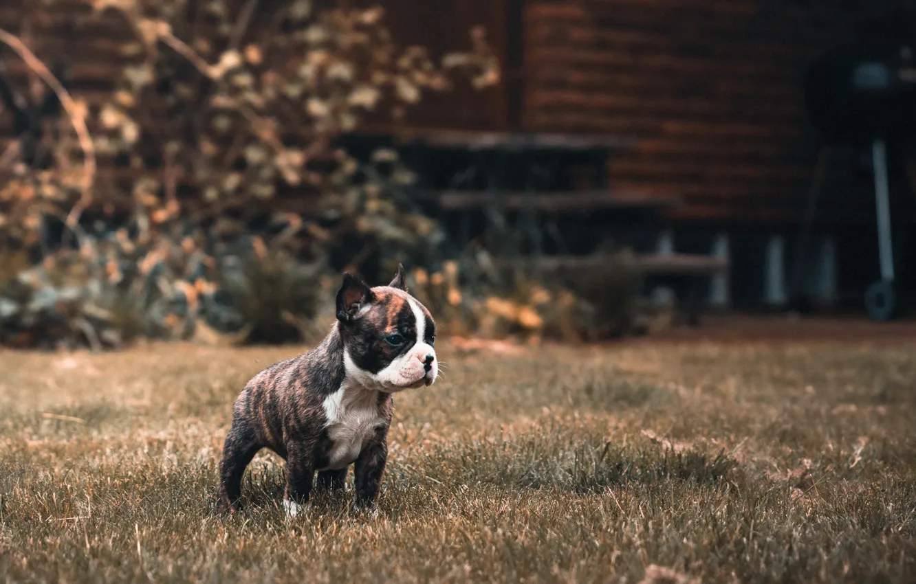 Фото обои дома, собака, щенок