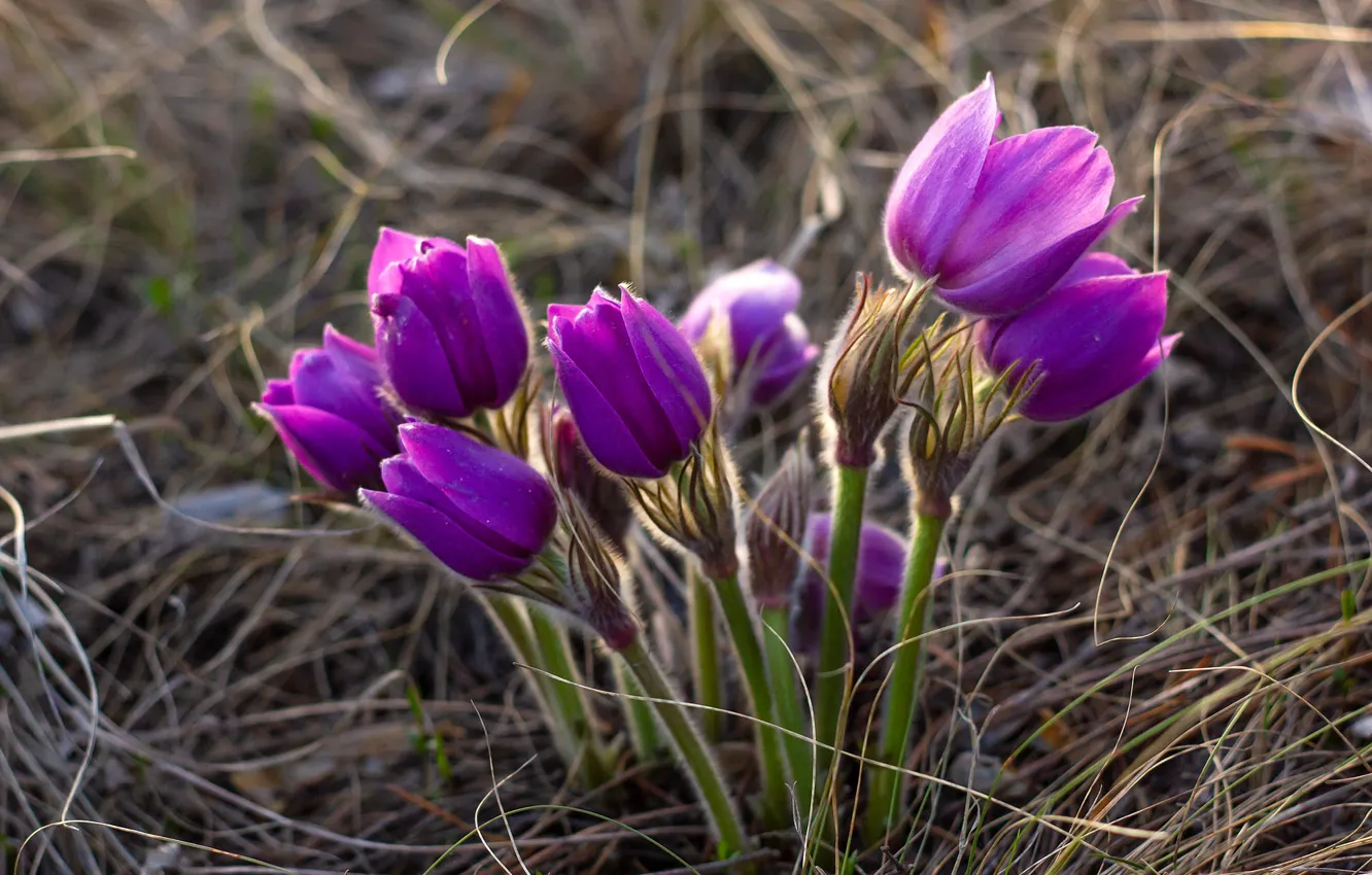Фото обои цветы, поляна, весна, розовые, прострел