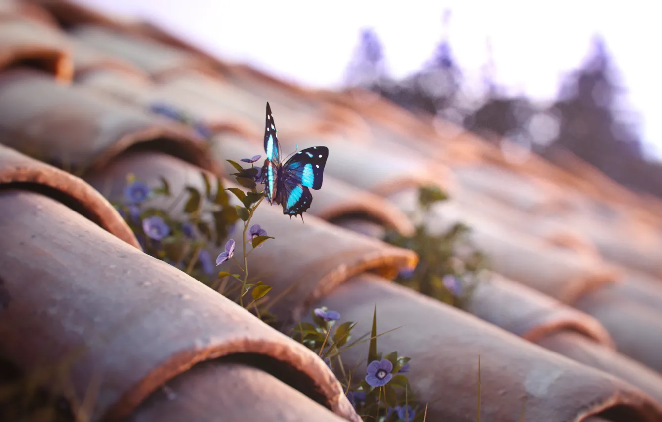 Фото обои крыша, цветы, бабочка, черепица, A Sweet Little Dream
