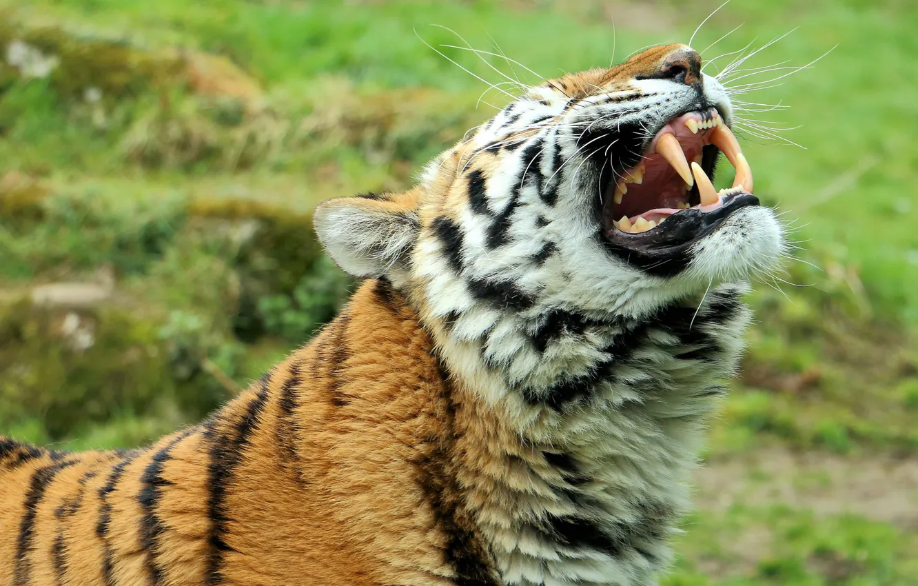 Фото обои морда, хищник, клыки, дикая кошка, Амурский тигр