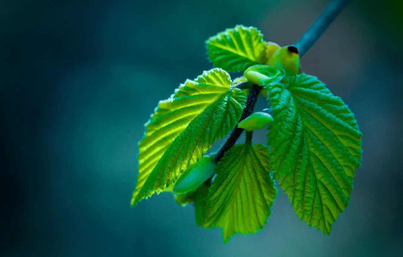 Фото обои макро, ветки, листва, весна