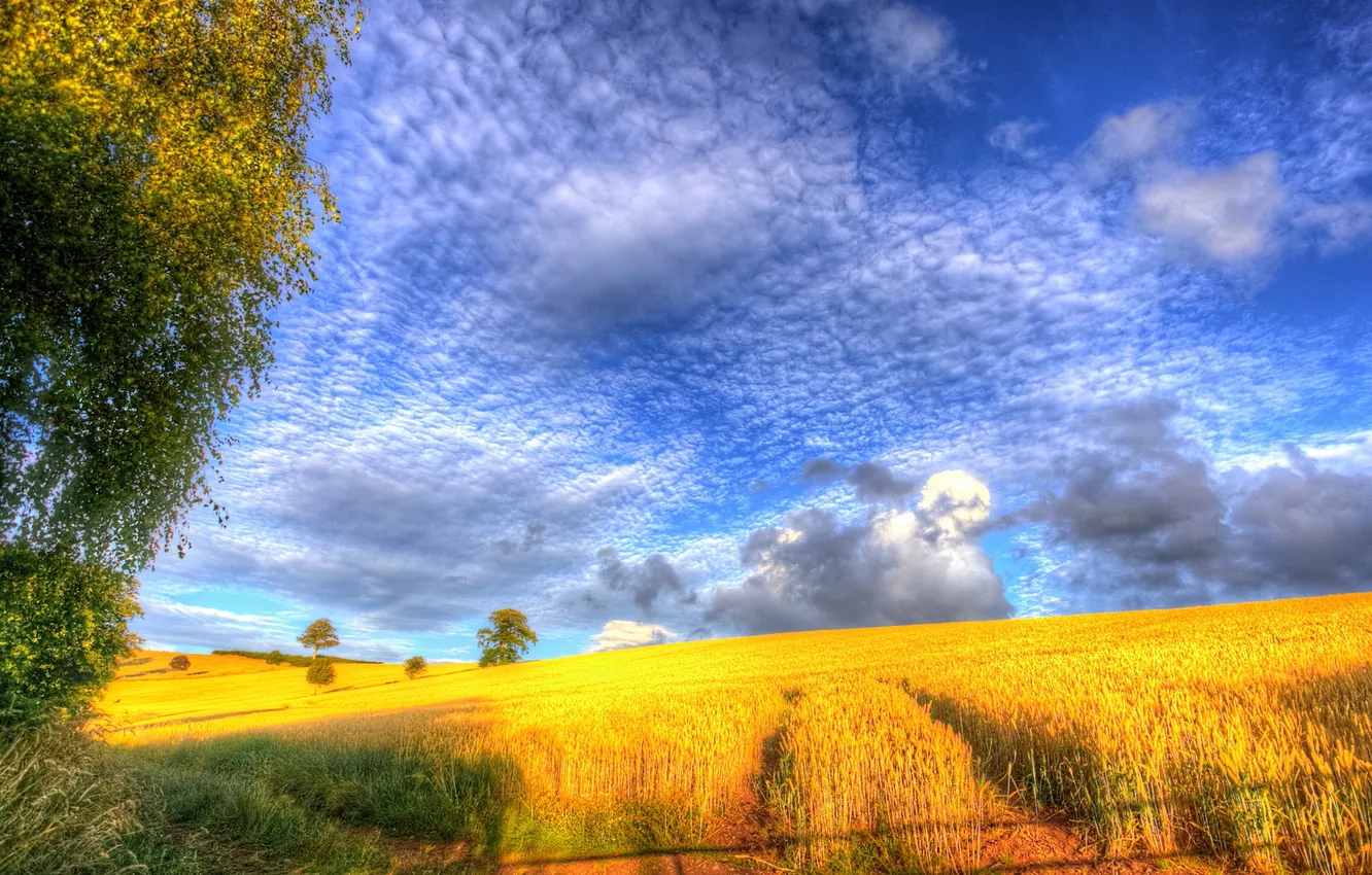 Фото обои поле, облака, деревья, природа, холмы, урожай