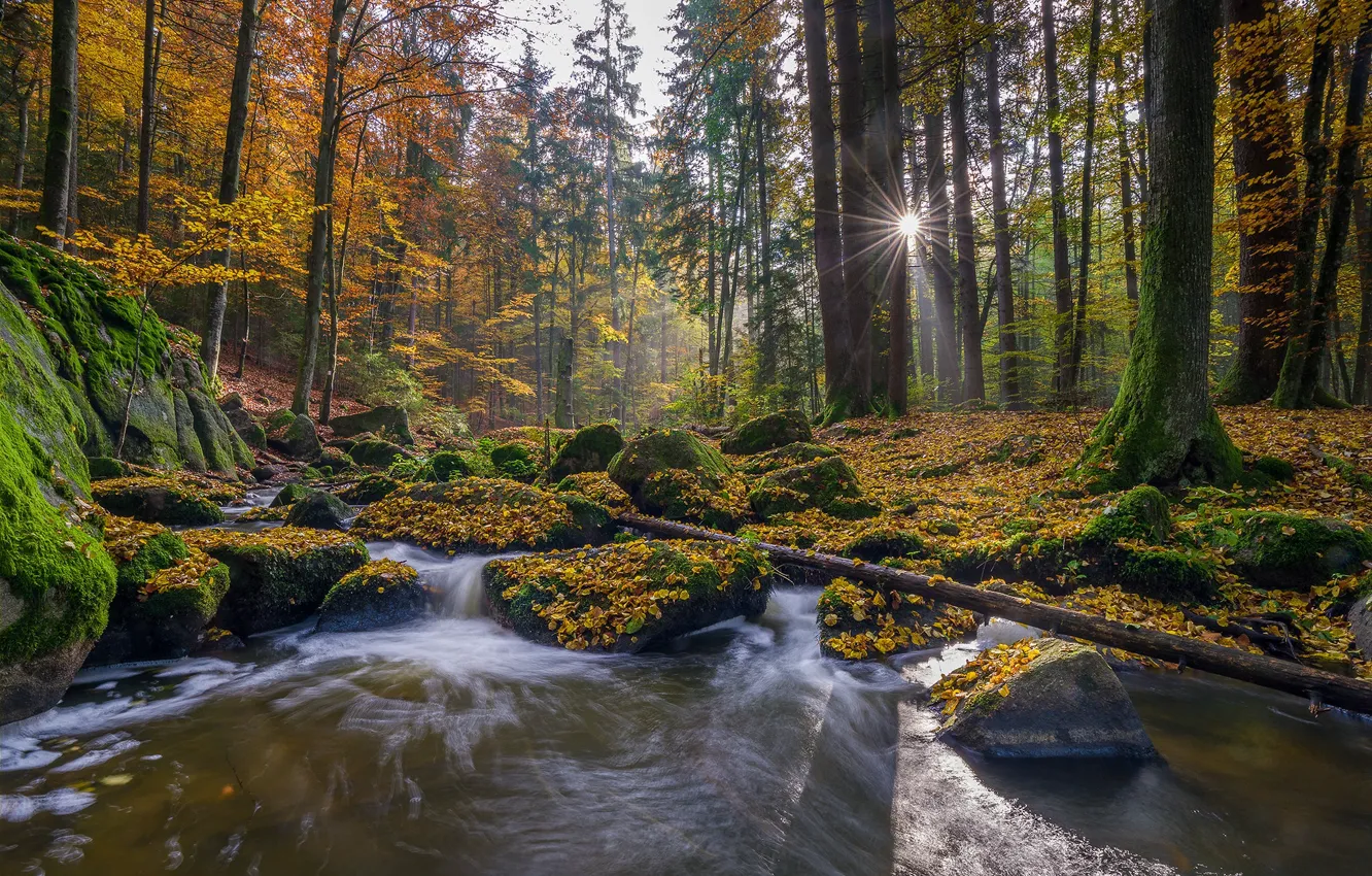 Фото обои осень, лес, деревья, ручей, камни, мох, Германия, Бавария