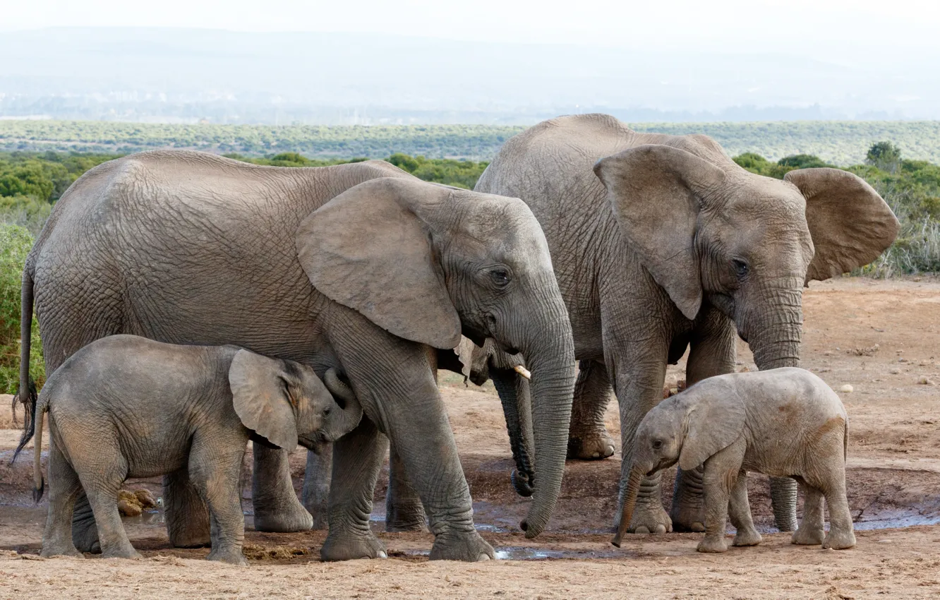 Фото обои young, elephants, herd