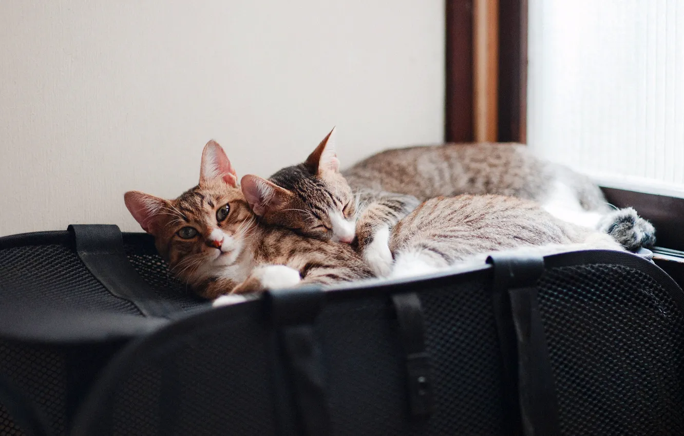 Фото обои кошки, уют, коты, пара, сумка, парочка, два, лежат