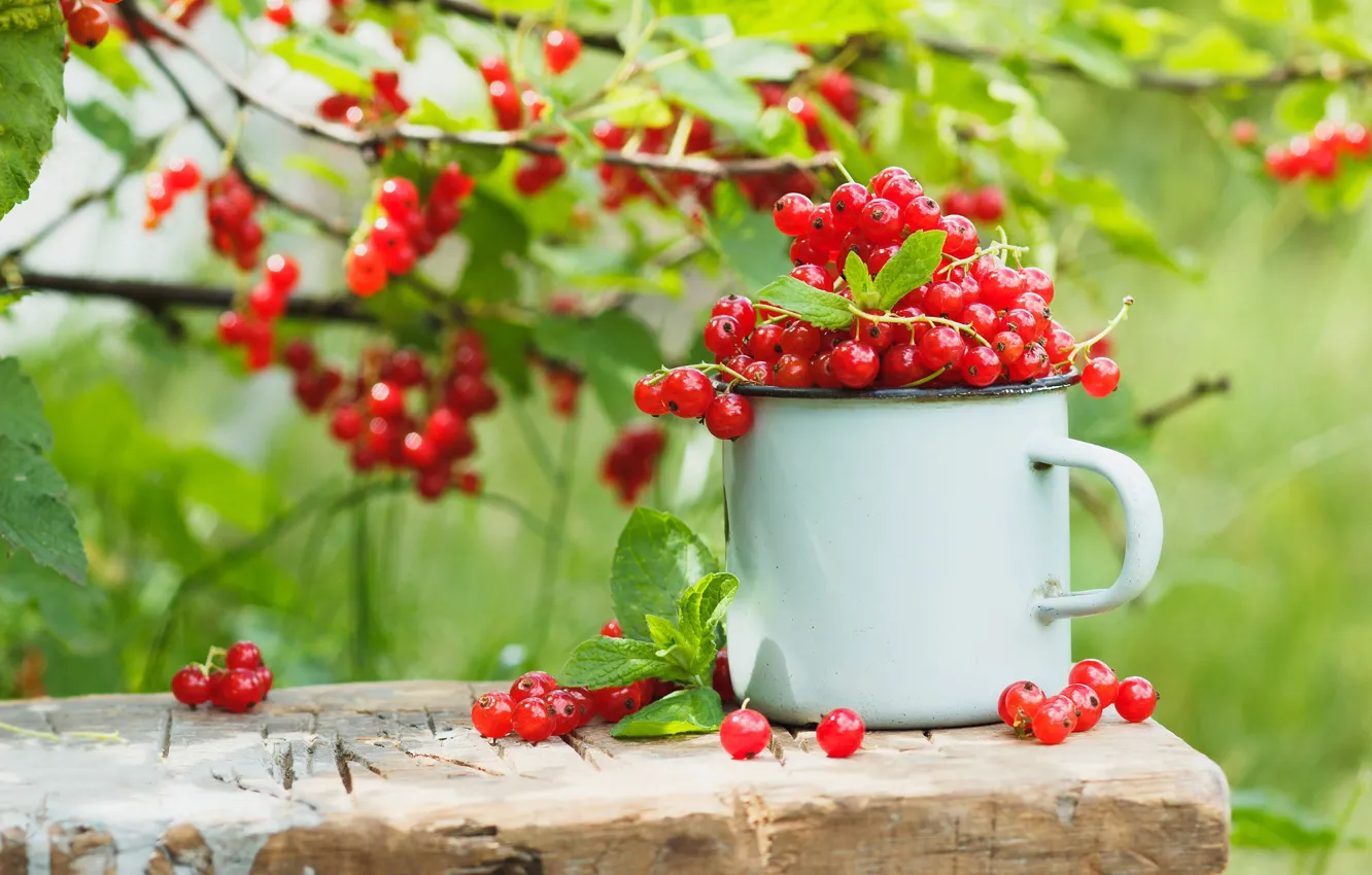 Фото обои зелень, лето, листья, ветки, красный, природа, ягоды, доски