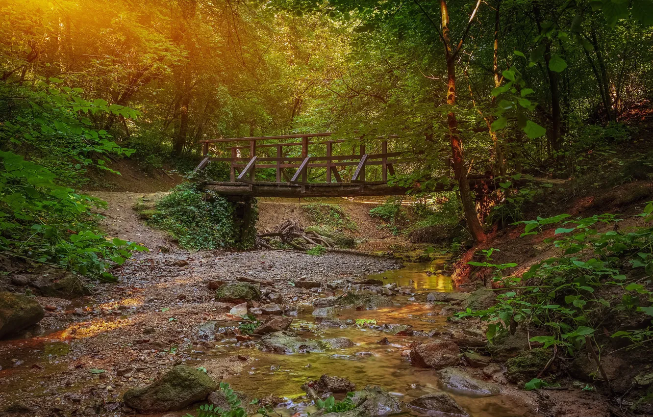 Фото обои зелень, лес, лето, свет, деревья, мост, ручей, камни