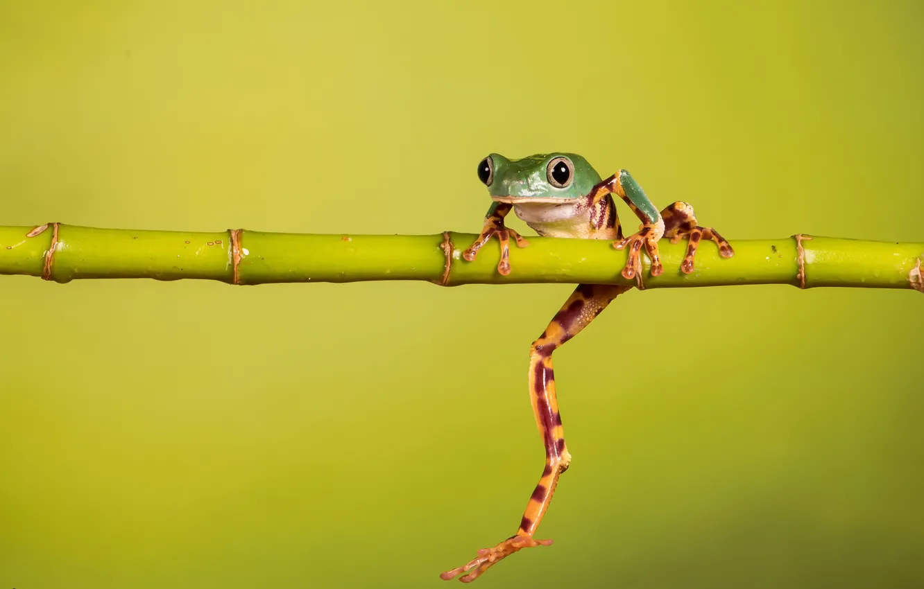 Фото обои природа, фон, лягушка