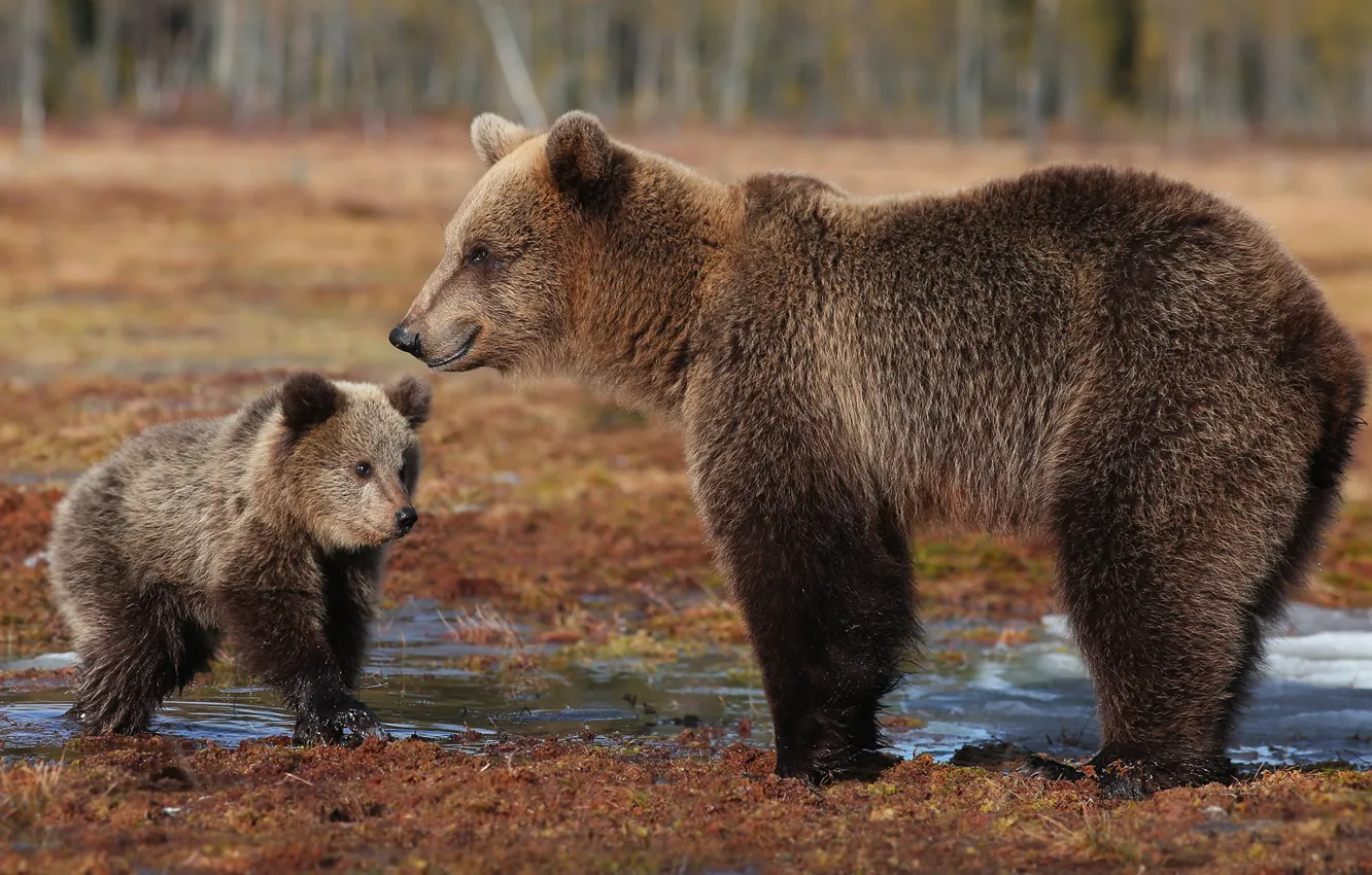 Фото обои природа, фон, медведи