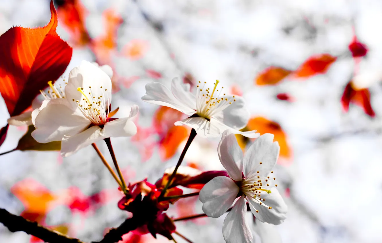 Фото обои природа, япония, растение, Обои, wallpaper, wall, nature, цветки