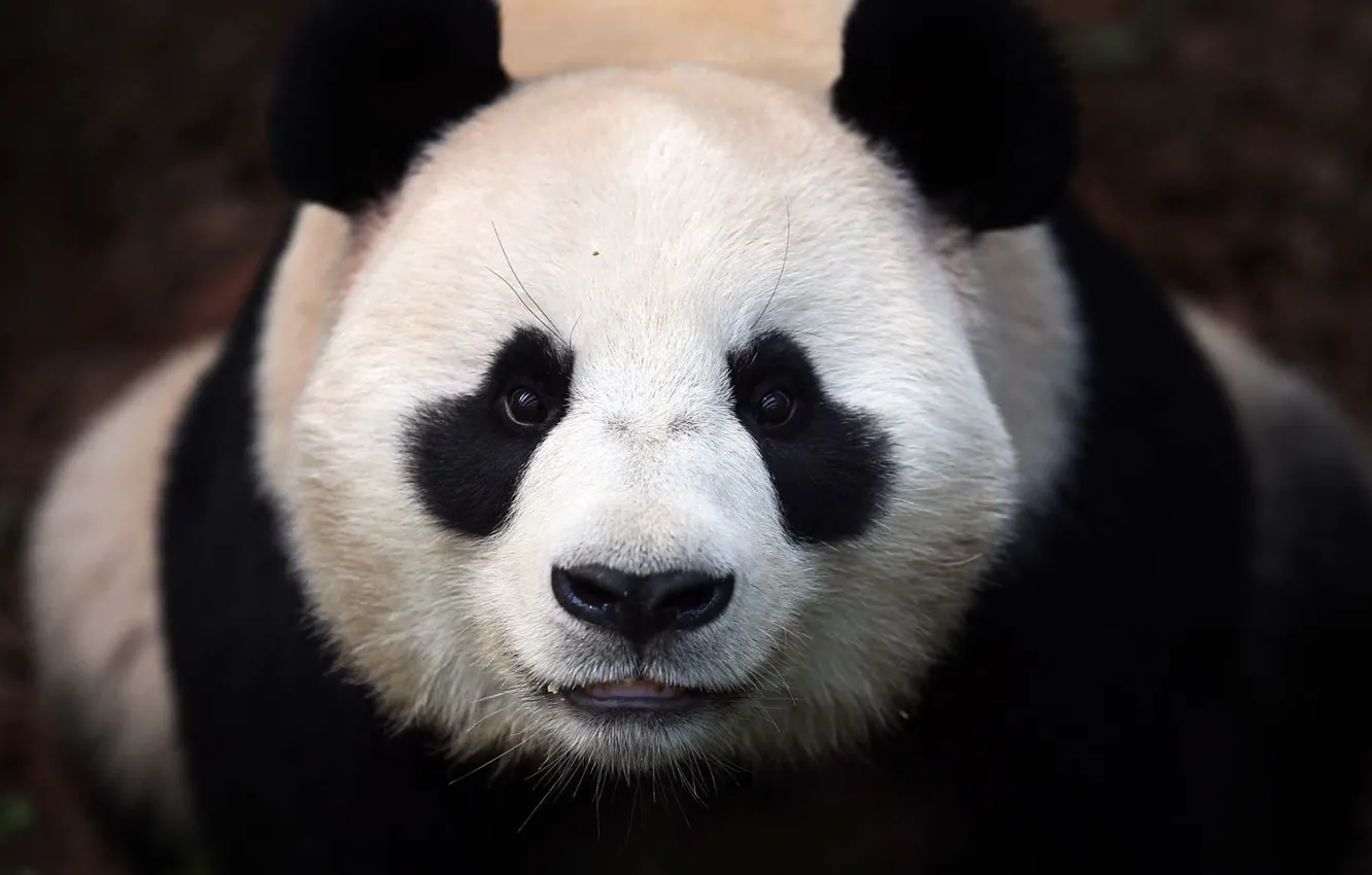 Фото обои морда, медведь, панда, panda