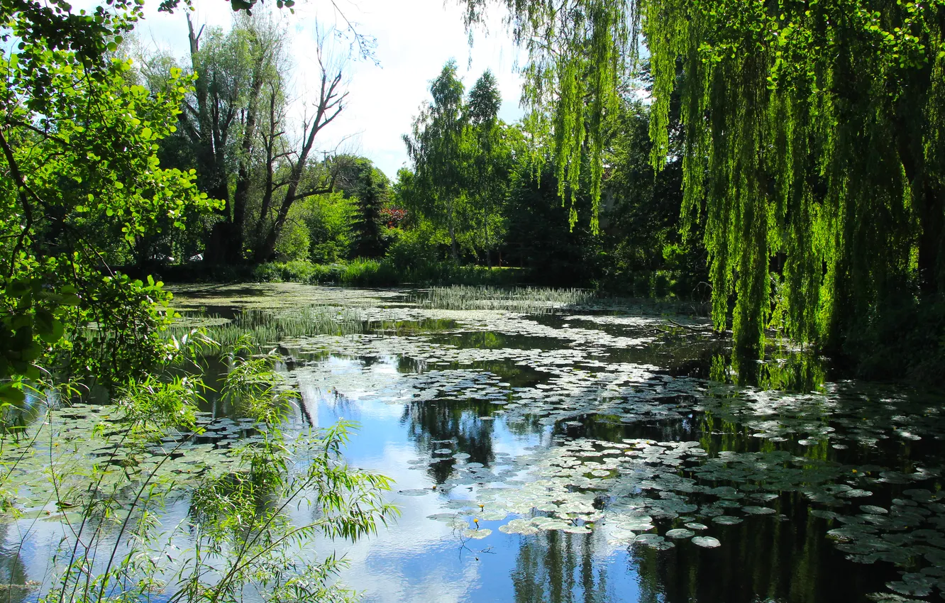 Фото обои trees, water, park, lake, pond