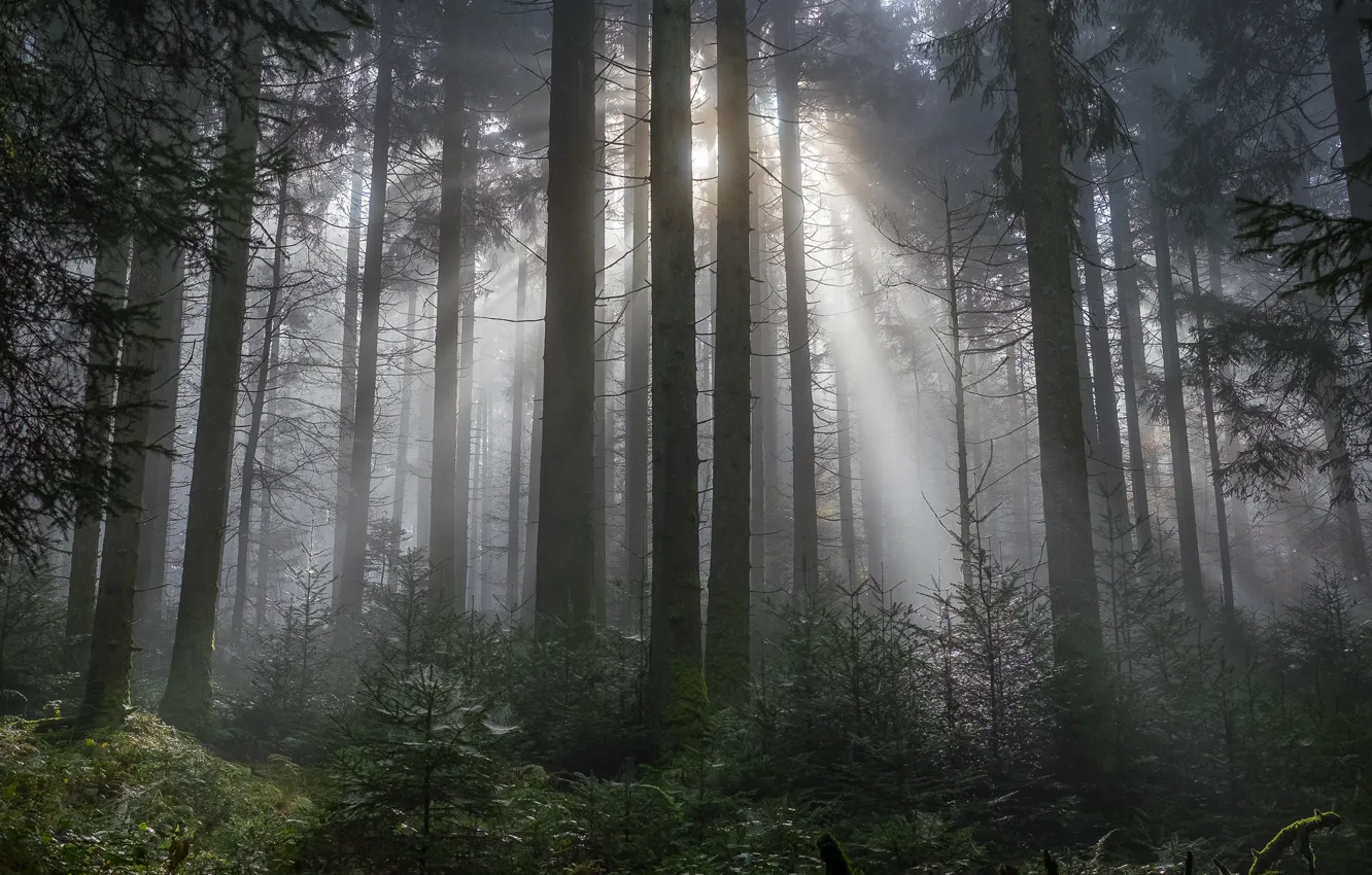 Фото обои лес, деревья, природа, лучи света