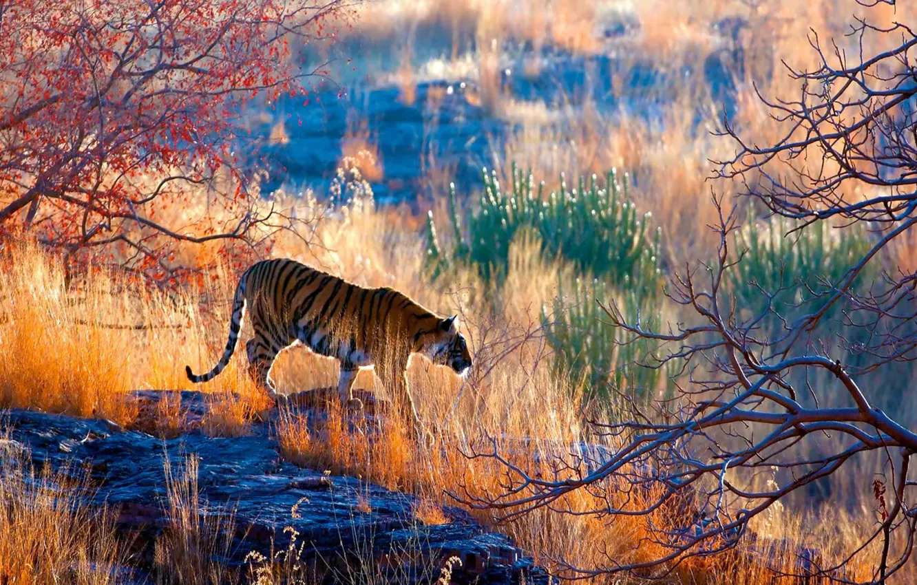 Фото обои Индия, Бенгальский тигр, India, живая природа, Rajasthan, Bengal tiger, Раджастан, Ranthambore Indian National Park