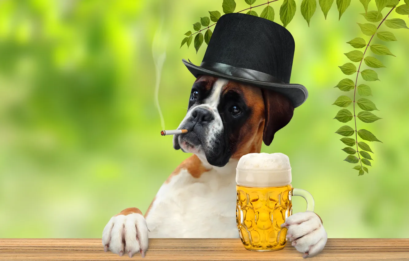Фото обои листья, ветки, пиво, юмор, шляпа, лапы, сигарета, кружка