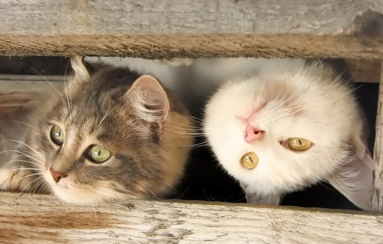 Фото обои доски, мордочки, две кошки