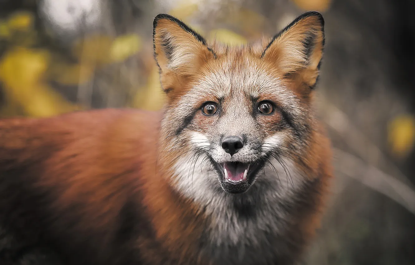 Фото обои fox, animal, red fox, wild life
