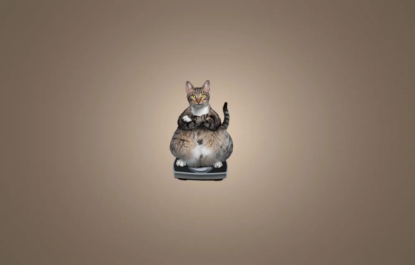 Фото обои кошка, кот, животное, минимализм, сидит, весы, cat, толстый