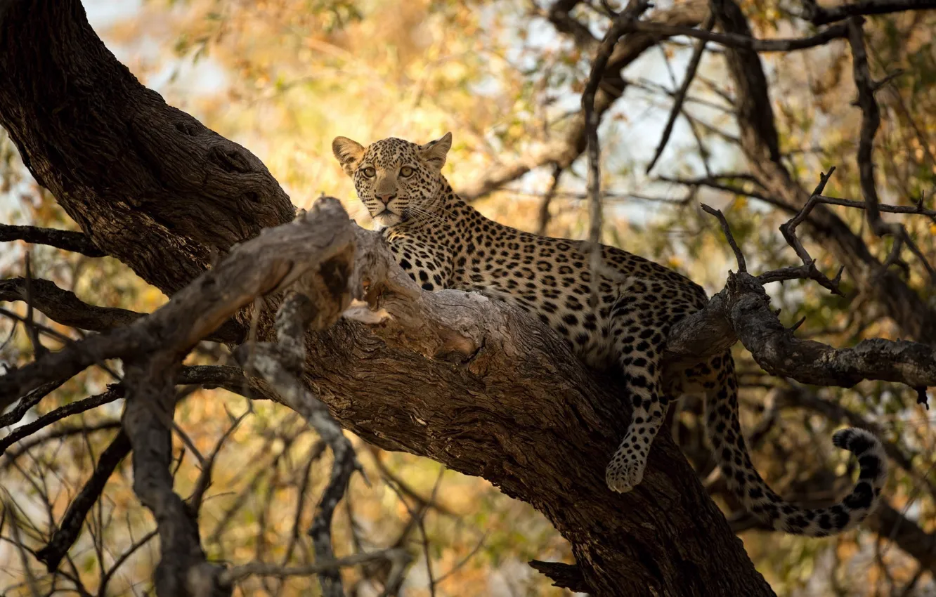 Фото обои хищник, леопард, детёныш, дикая кошка, на дереве