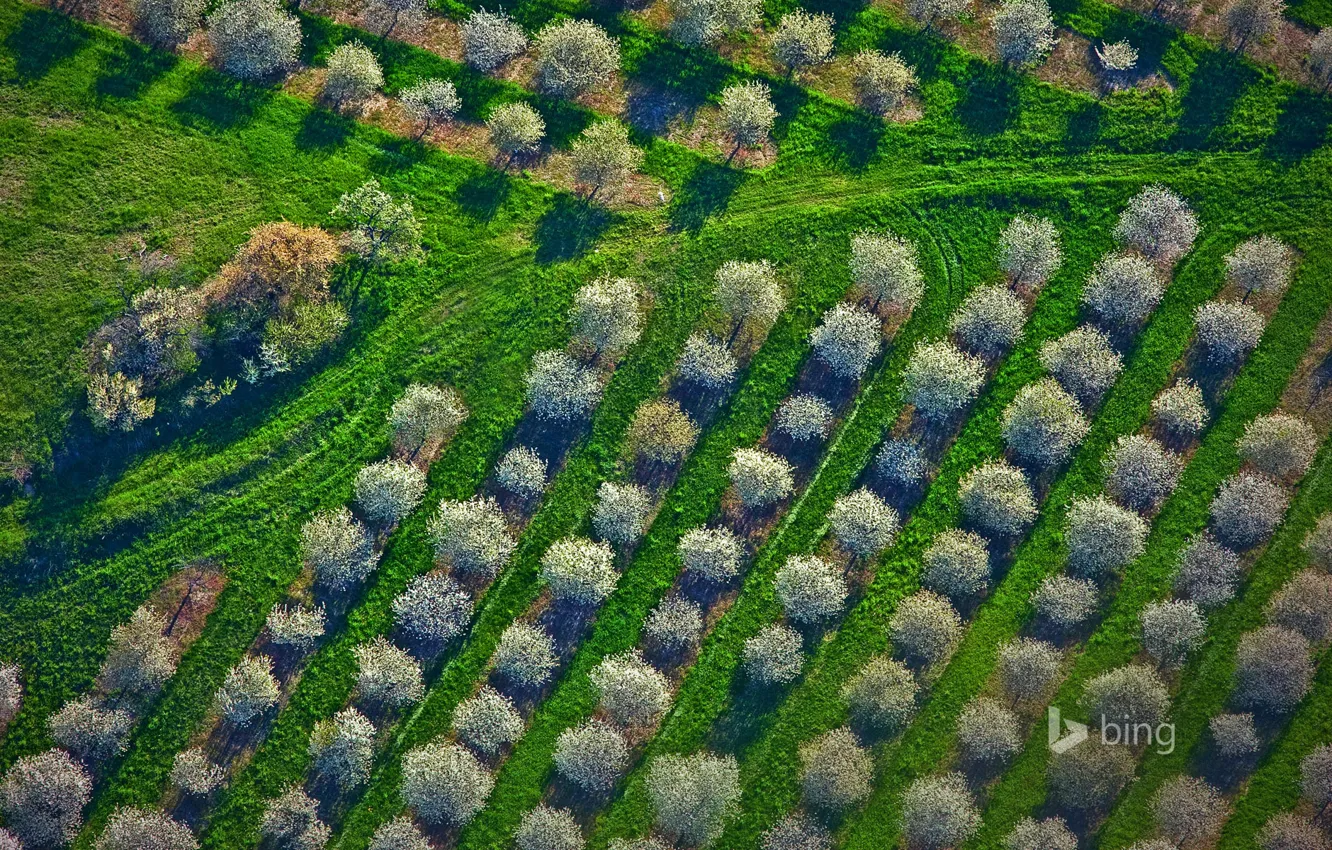 Фото обои трава, деревья, весна, Мичиган, панорама, США, вишневый сад, Мейсон Каунти