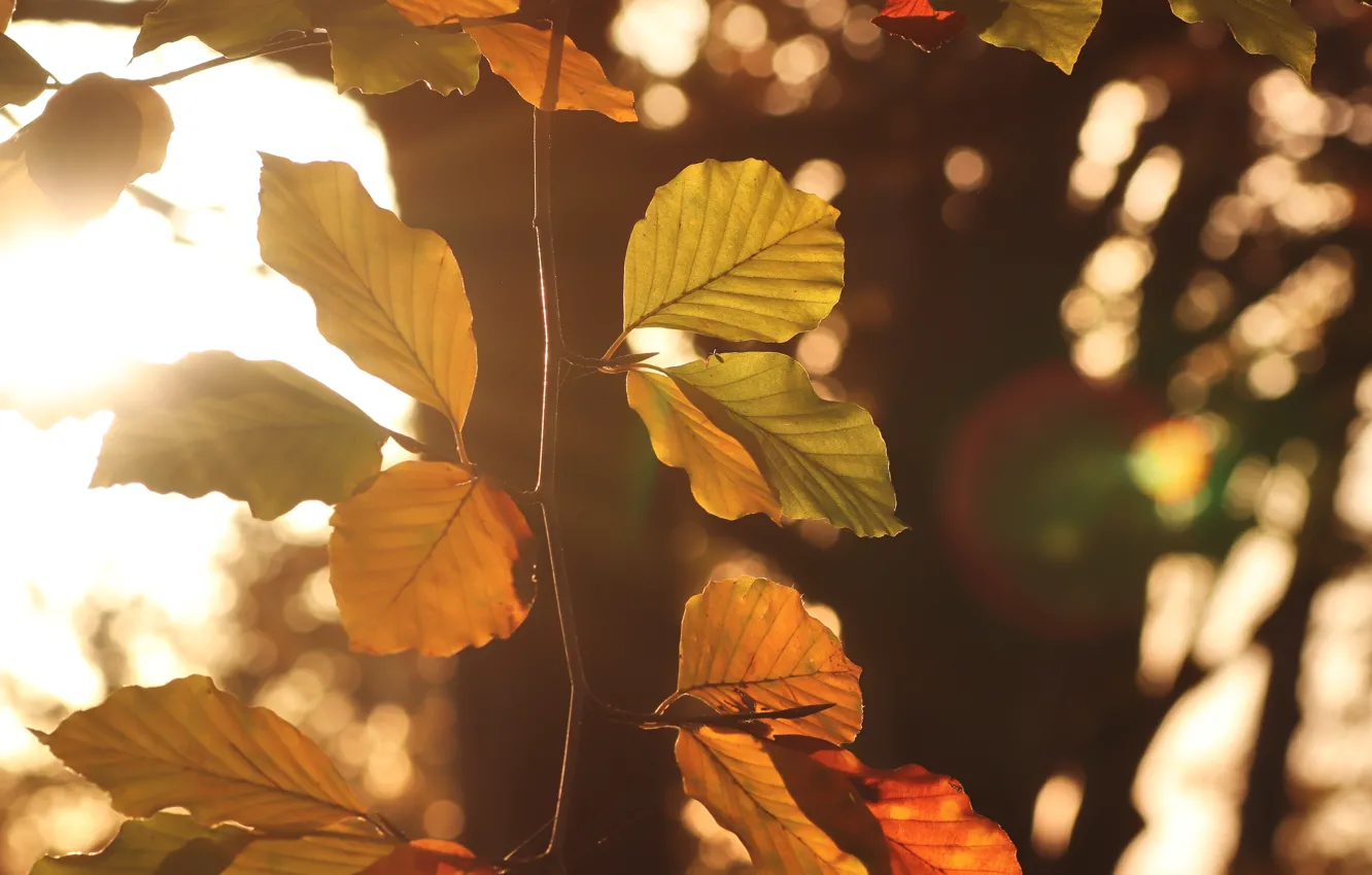 Фото обои осень, листья, свет, природа, дерево, листва, ветка, боке