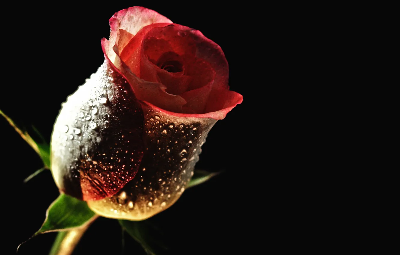 Фото обои цветок, капли, роса, роза