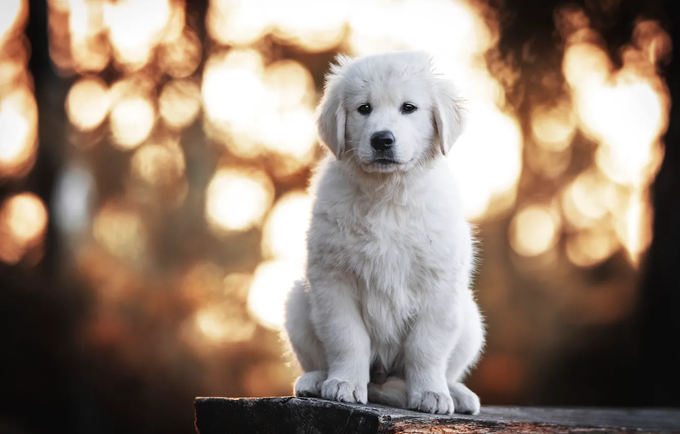 Фото обои белый, собака, щенок, сидит, боке, ретривер