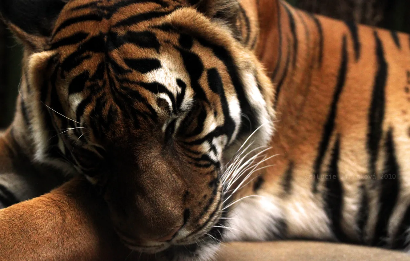 Фото обои тигр, полосы, голова, Tiger